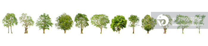 Set of tree shape and Tree branch on white background for isolated, Multiple tree on white background with clipping path.