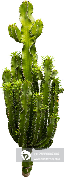 Isolated cutout PNG of a cactus on a transparent background