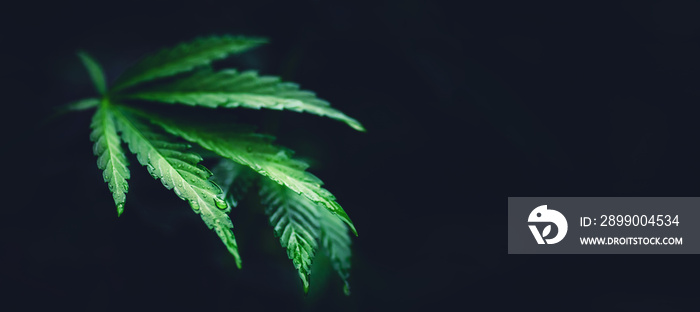 Bush green marijuana cannabis on blurred background