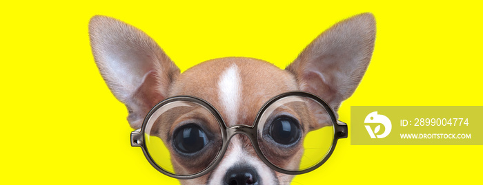 curious chihuahua puppy with big eyes wearing glasses