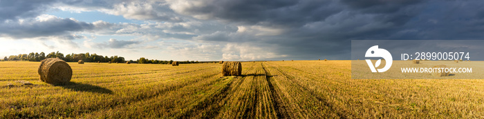 Scene with haystacks on the field in autumn sunny day. Rural landscape with cloudy sky background. Golden harvest of wheat in evening. Panorama.