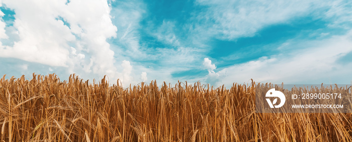 Ripe barley field