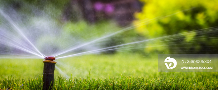 automatic sprinkler system watering the lawn on a background of