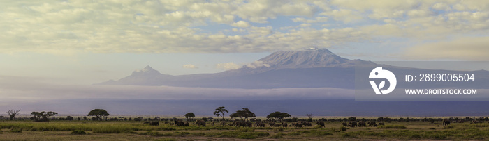 Elephant Panorama