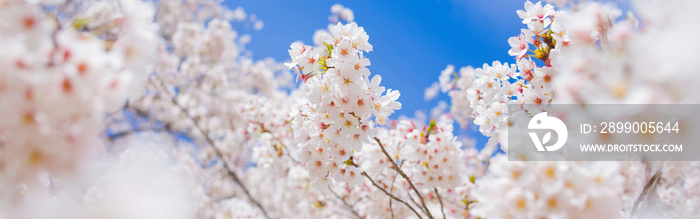 pink flowers