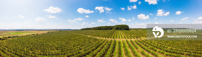 Aerial view of apple orchard, panoramic landscape. Themes of agro-industrial business and gardening