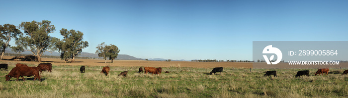 Australian bush cattle being driven along a travelling stock route along a highway looking for feed on the side of the road during drought, rural New South Wales, Australia