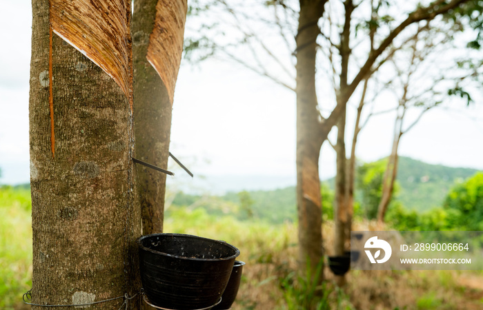 Rubber tapping in rubber tree garden. Natural latex extracted from para rubber plant. Rubber tree plantation. The milky liquid or latex oozes from wound of tree bark. Latex collect in small bucket.