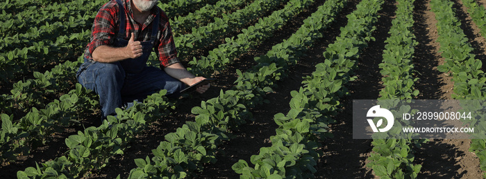 Farmer or agronomist examine soybean plants field using tablet and gesturing with thumb up