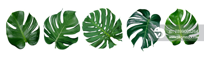 Monstera leaves leaves with Isolate Leaves on transparent background PNG file