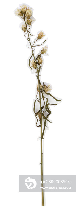 Dried white cutter flower with white stroke