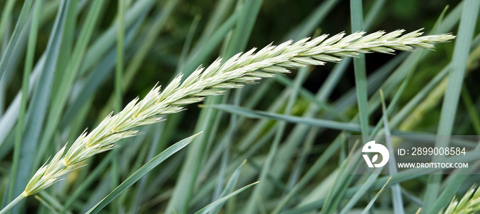 Peregul plant perennial or ryegrass English Lolium perenne