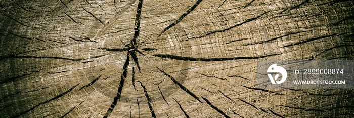 wooden surface of the trunk covered with cracks.