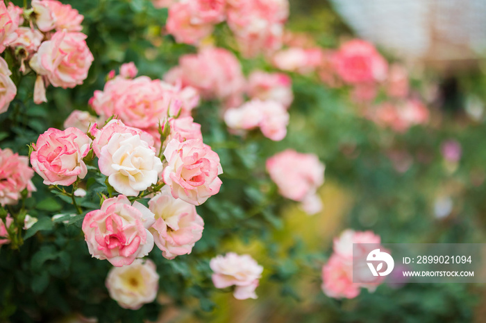 Beautiful colorful pink roses flower in the garden