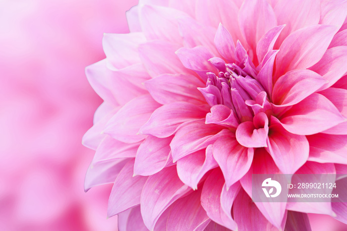 Light pink flower with background