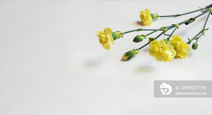 Beautiful yellow carnations isolated on a white background. Celebration, mothers day, wedding conce