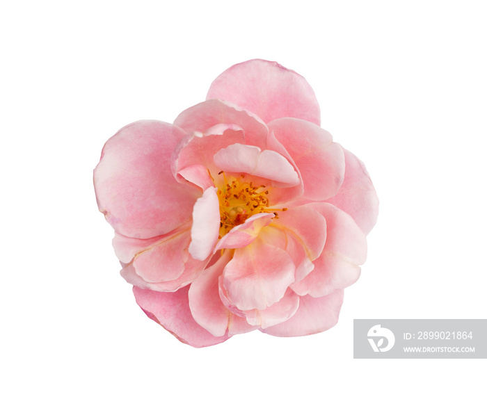 pink roses on a isolate white background with clipping path or cutout.