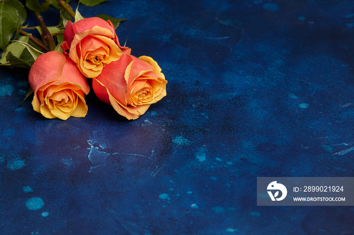 Three beautiful orange roses on blue background