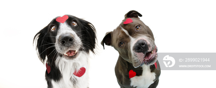 Banner dog love. Border collie and  american bully  in love celebrating valentines day. Isolated on