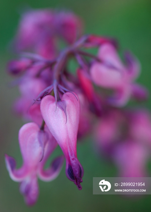 Dicentra spectabilis bleeding heart flowers in hearts shapes in bloom, beautiful Lamprocapnos pink w
