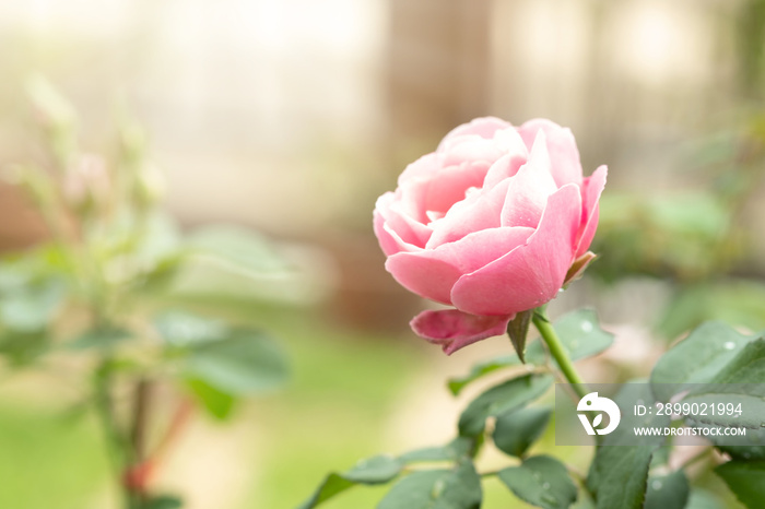 Pink rose in the green garden. For Valentines Day.