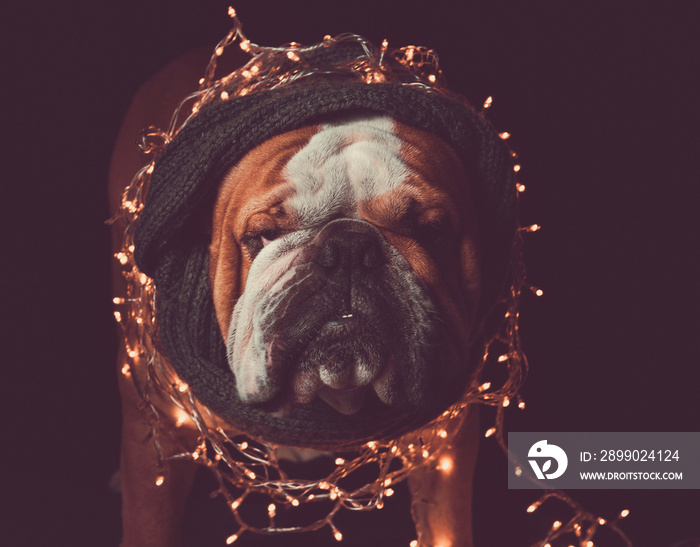 Angry English bulldog with Christmas lights