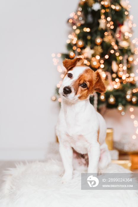 cute jack russell dog at home by the christmas tree