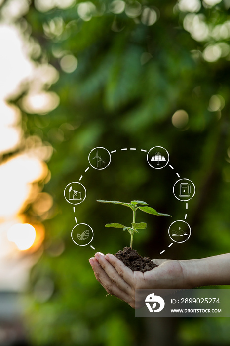 Hands of the farmer are planting the seedlings into the soil