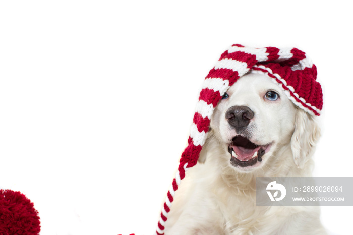 BANNER CHRISTMAS DOG. CUTE AND HAPPY PUPPY WEARING A STRIPED RED HAT WITH BLUE EYES. ISOLATED AGAINS