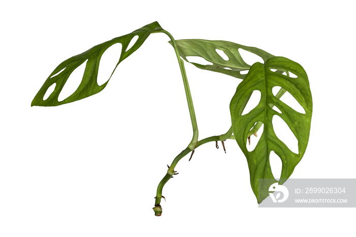 Monstera adansonii