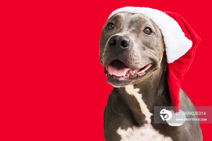 Pit bull dog in red Santa’s Cap isolated on red background for Christmas. Waiting for Santa Claus to