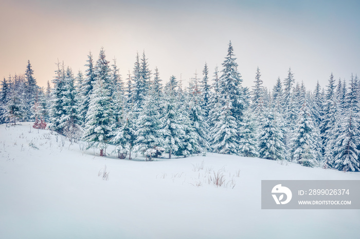 Exciting winter postcard of Carpathian mountains with snow covered fir trees. Colorful outdoor scene