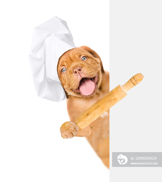 Funny dog in chefs hat with a rolling pin above white banner. isolated on white background