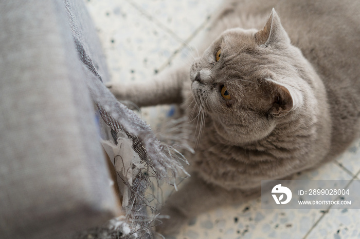 Cat scratching furniture. A ragged corner of the sofa that had been ruined by cat claws.