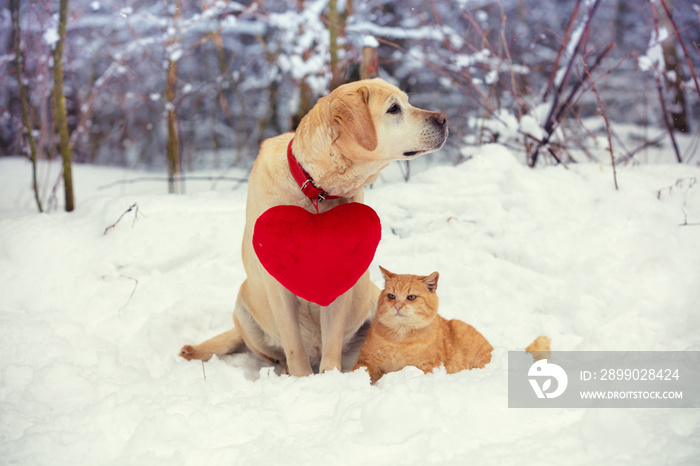 Labrador Retriever dog with a toy heart on a collar and a red cat sit side by side in the snow