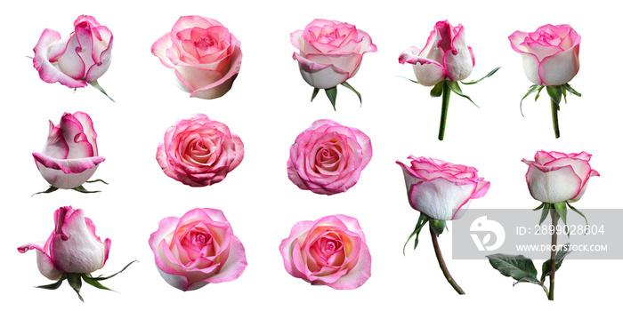 Pink rose isolated on white