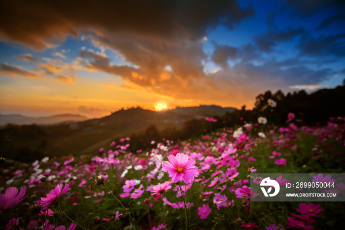 mountain landscape with  cosmos flowers garden field in dramatic sunset sky