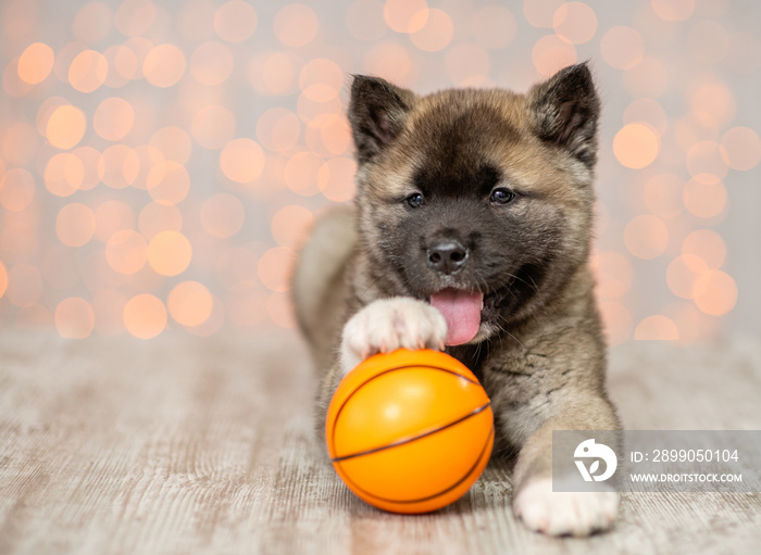 Playful American akita puppy sits with ball on festive background. Empty space for text