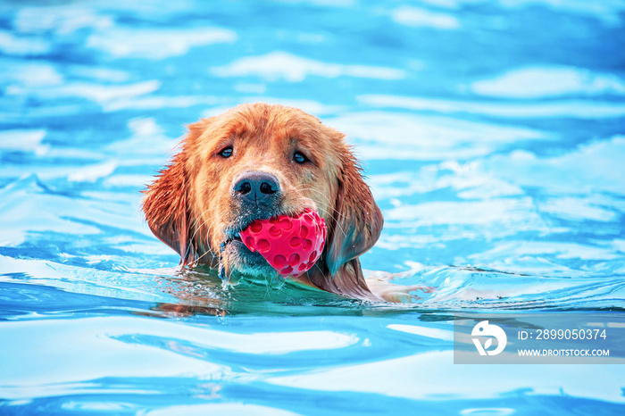 cute dog playing at a public pool on a hot summer day