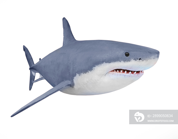 The Great White Shark - Carcharodon carcharias is a world’s largest known extant predatory fish. Animals on white background.