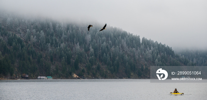 Two Bald Eagles flying over the water as a kayaker looks on in Coeur d’Alene, Idaho