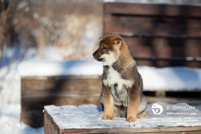 Close-up Portrait of an Shikoku puppy in winter. Shikoku ken puppy. Kochi-ken dog