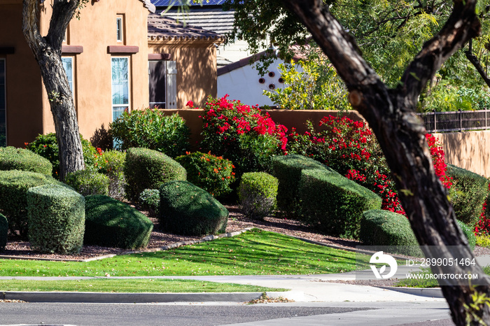 Manicured landscape yard in Arizona