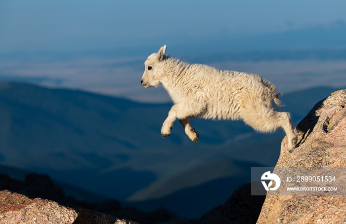 A Baby Mountain Goat Kid At Mount Evans - Colorado