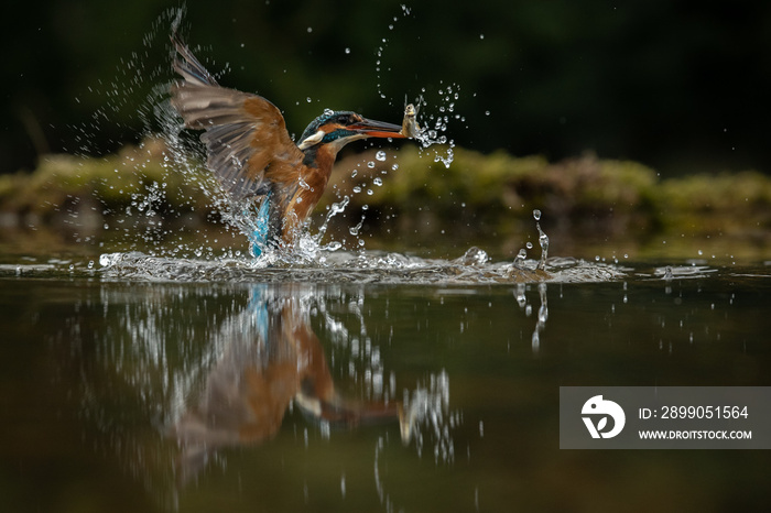 Female Kingfisher emerging from a dive into water with a fish in her beak.