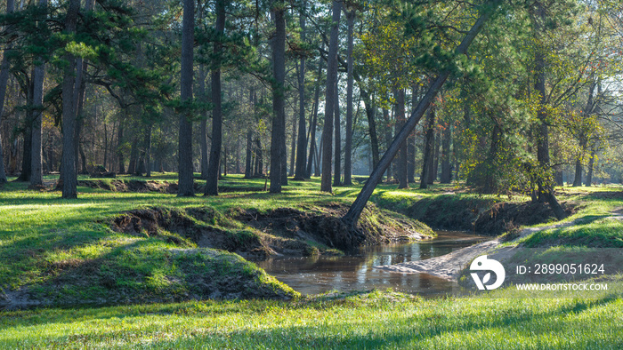 A field of green grass under the pine trees in an East Texas forest.