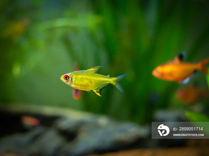 lemon tetra (Hyphessobrycon pulchripinnis ) in a tropical aquarium