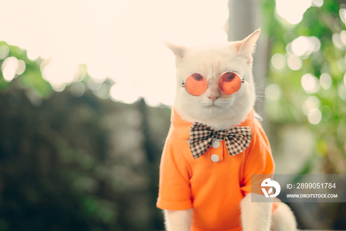 Portrait of Hipster White Cat wearing sunglasses  and shirt,animal  fashion concept.