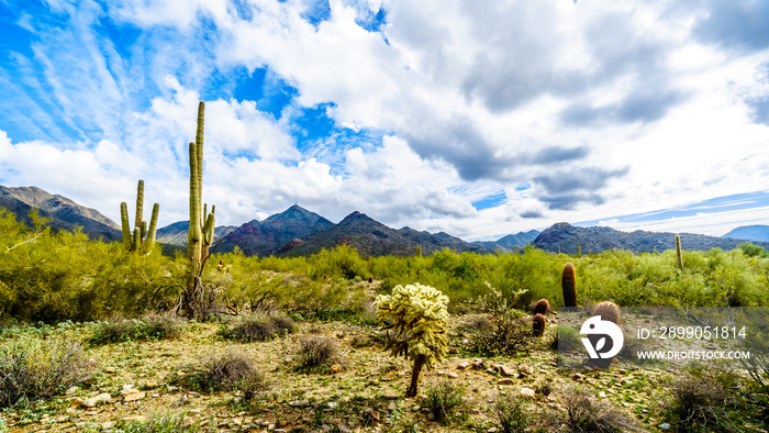 Hiking on the hiking trails surrounded by Saguaro, Cholla and other Cacti in the semi desert landscape of the McDowell Mountain Range near Scottsdale, Arizona, United States of America