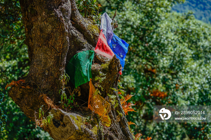 Bhutan, near Paro, on the hiking trail to the monastery Tiger Nest. Prayer flags between trees.